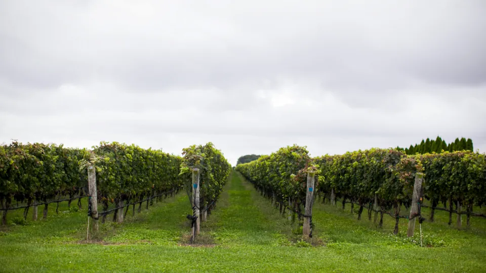 Rows of vines in an English vineyard under a cloudy sky