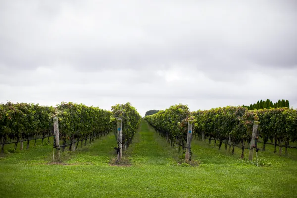 Rows of vines in an English vineyard under a cloudy sky