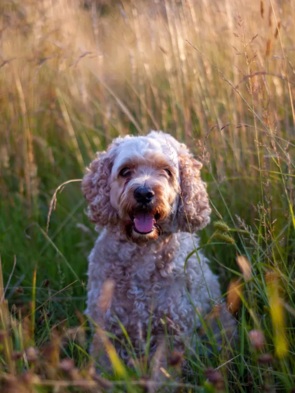Fluffy cockapoo sitting in long grass