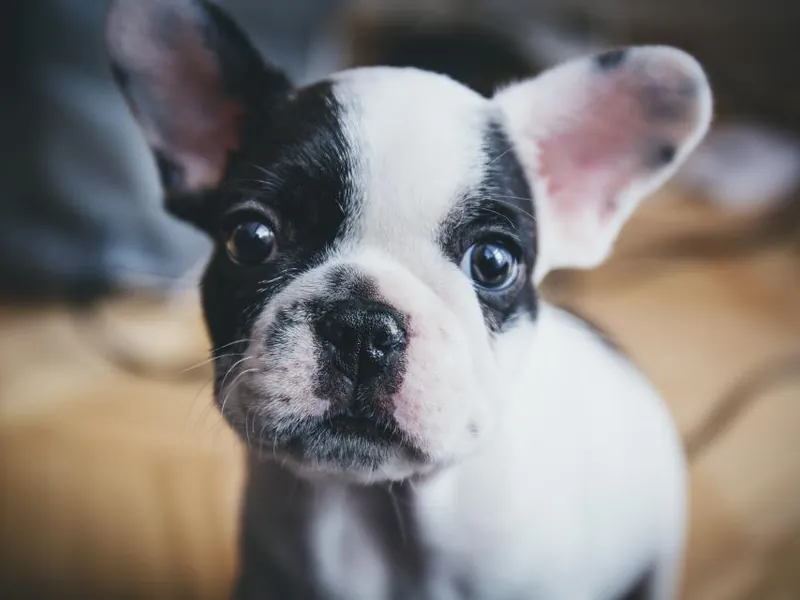 French bulldog puppy looking up