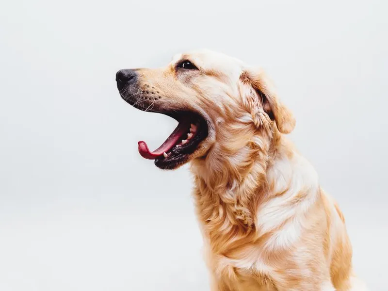 Golden retriever yawning against a white background