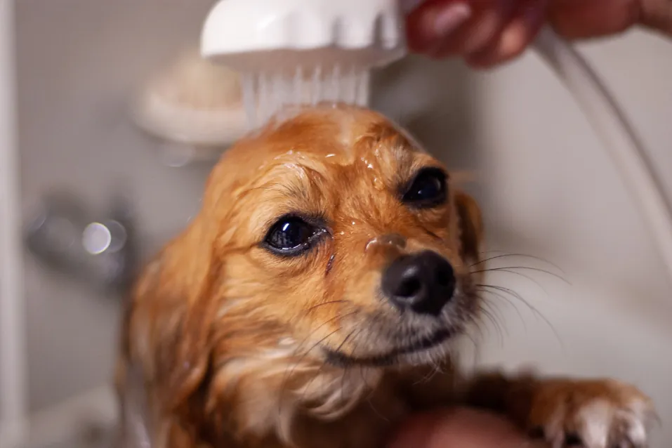 Small dog being washed during a grooming session