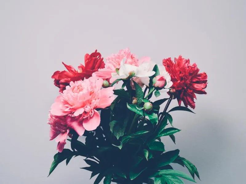 Bunch of pink and red peonies