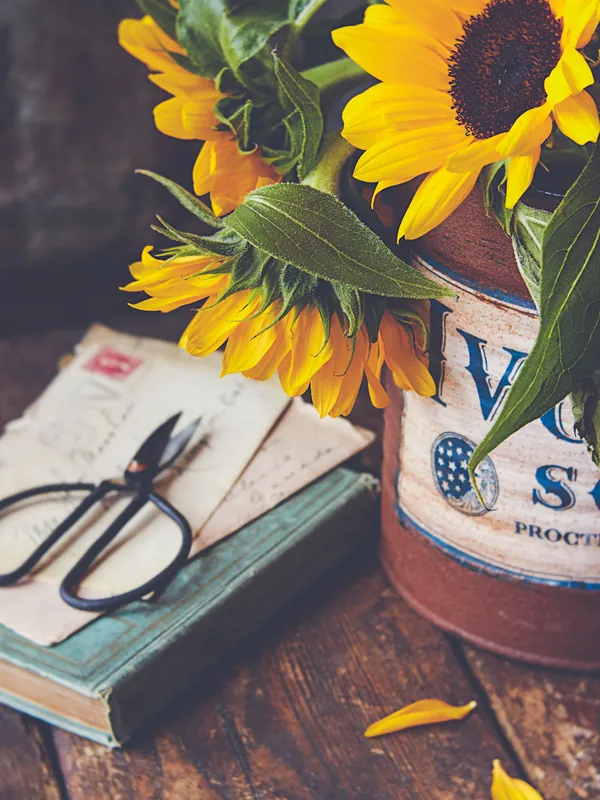 Sunflowers in a vintage tin with florist scissors
