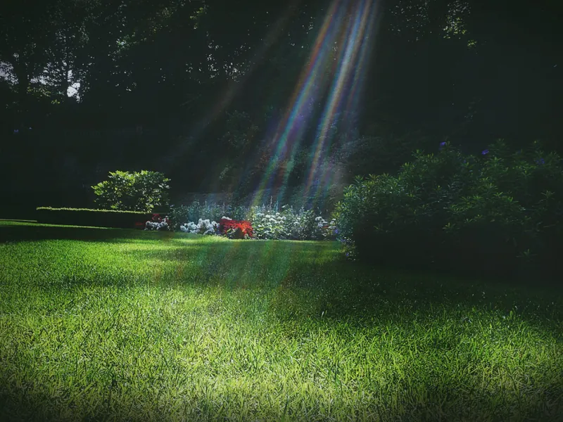 Sunlit lawn with trees and flower borders