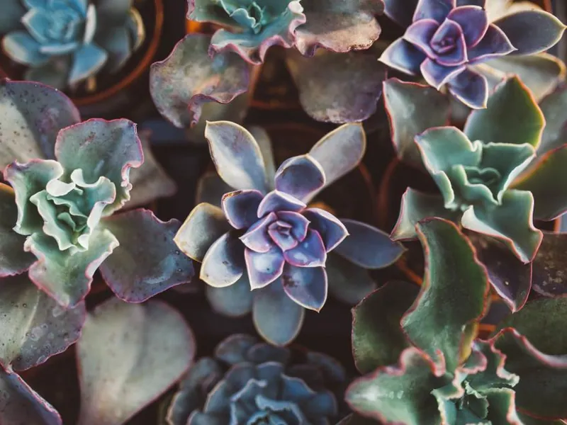Close-up of succulent plants