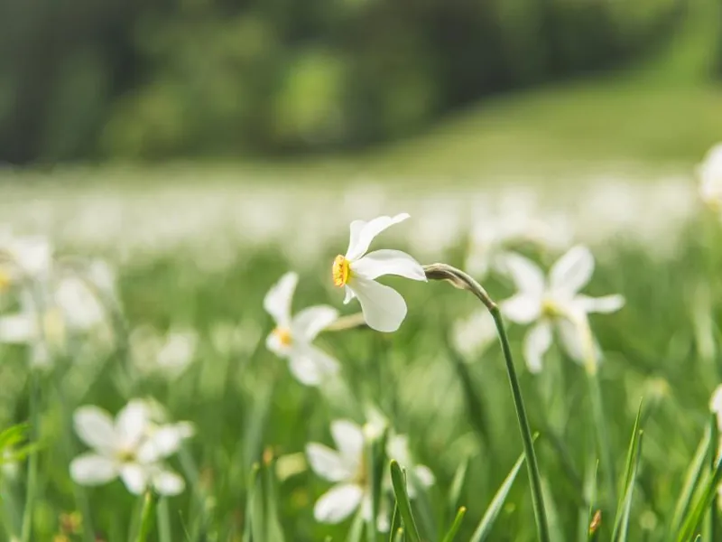 White daffodils growing in a green meadow
