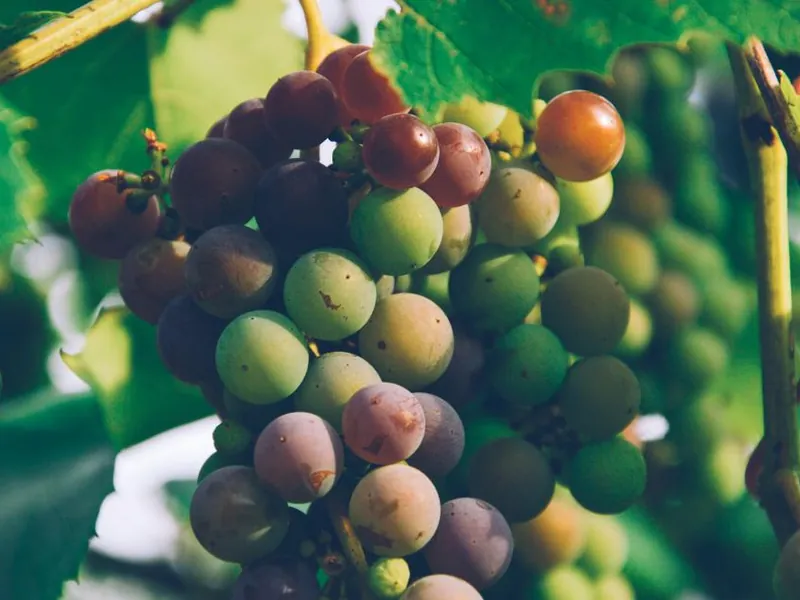Bunches of ripening grapes on the vine