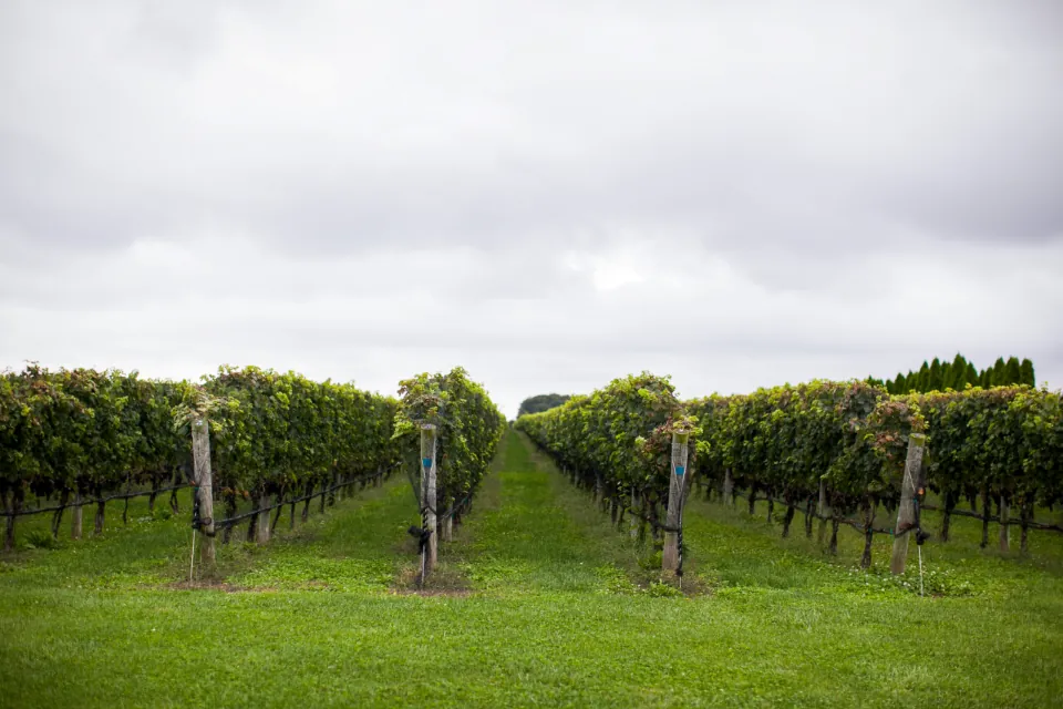 Rows of vines on an English vineyard under a cloudy sky